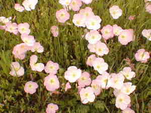 荒川サイクリングロード花