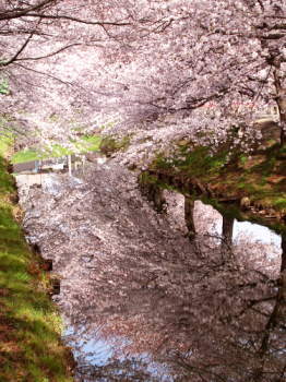 小江戸川越･新河岸川の桜