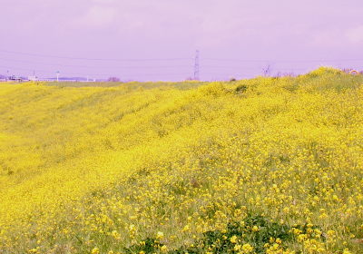 荒川サイクリングロード／黄色のカーペット