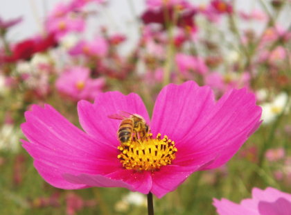 花粉症のミツバチ