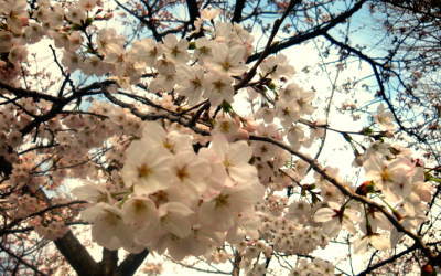 浮島神社の桜が満開