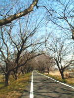 桜堤
