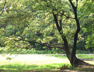 秋ヶ瀬公園