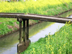 川辺の菜の花