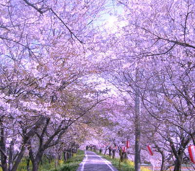 吉見桜堤