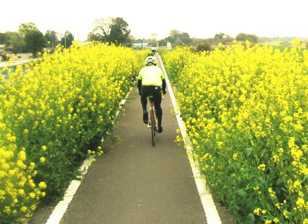 菜の花全開サイクリングロード