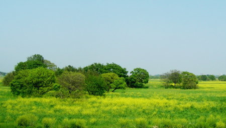 菜の花のじゅうたん