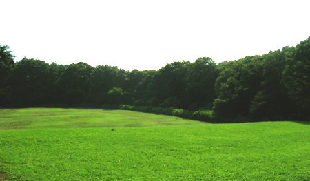 森林公園