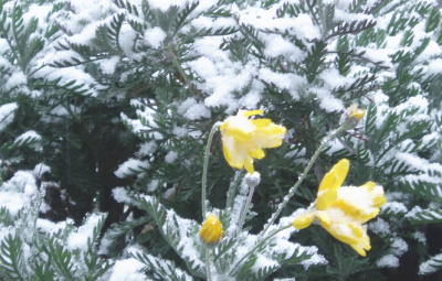 関東でも雪！