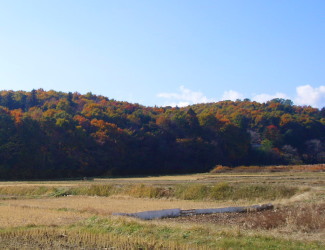 里山の紅葉