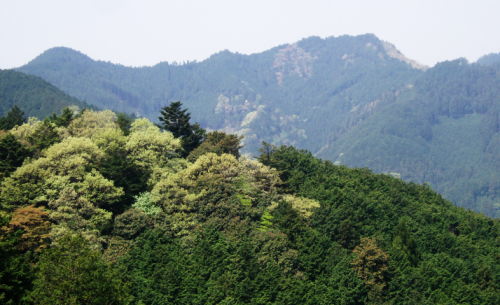 奥武蔵グリーンライン