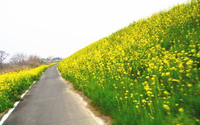 菜の花満開