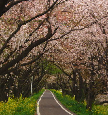 桜堤