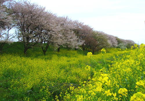 春だねぇ